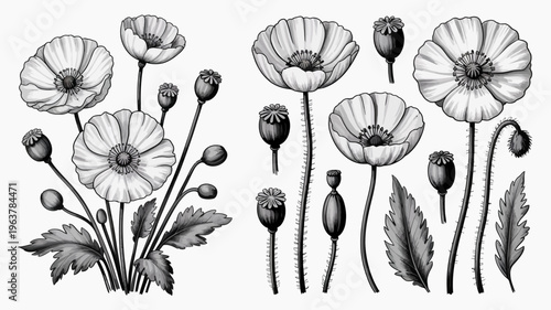 A detailed botanical illustration showcases several poppy flowers in various stages of bloom alongside seed pods and green foliage high quality professional modern elegant stylish clean