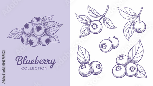 A collection of hand drawn blueberry illustrations showcases various arrangements of berries with leaves presented in a vintage style high quality professional detailed modern elegant stylish