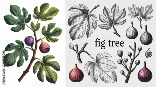 A vintage botanical illustration depicts fig tree branches leaves and ripening figs in both color and monochrome styles high quality professional detailed modern elegant stylish clean