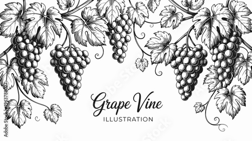 An elegant vintage style illustration depicts clusters of ripe grapes hanging from winding vines with detailed leaves and tendrils high quality professional modern stylish clean crisp