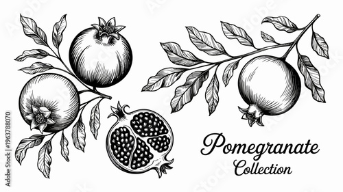 A vintage style illustration showcases pomegranates with leaves and a cut fruit highlighting their textured skin and seed filled interior high quality professional detailed modern elegant