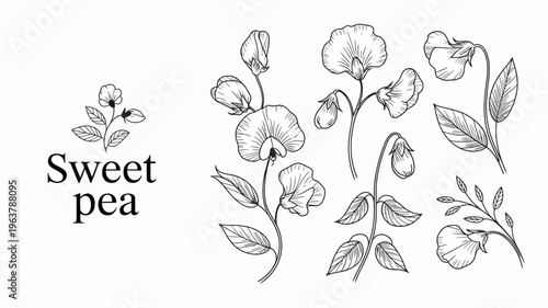 A botanical illustration showcases several sweet pea flowers and foliage rendered in a delicate black and white sketch style high quality professional detailed modern elegant stylish