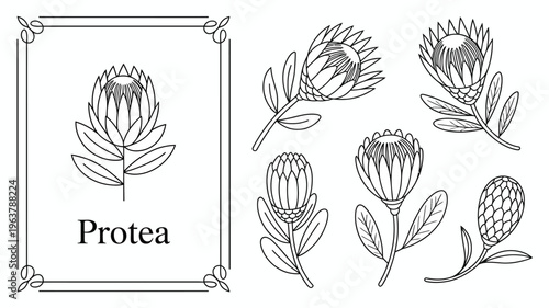 A delicate black and white botanical illustration showcases various protea flower arrangements within an ornate rectangular frame high quality professional detailed modern elegant stylish clean crisp