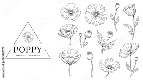 A collection of hand drawn poppy flowers and buds are displayed with a triangular design and text labeling high quality professional detailed modern elegant stylish clean