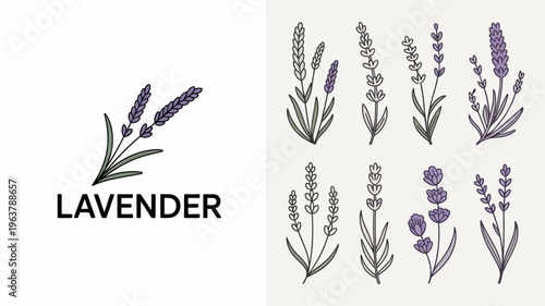 A botanical illustration displays several sprigs of lavender alongside the word lavender in bold black lettering high quality professional detailed modern elegant stylish clean crisp vibrant