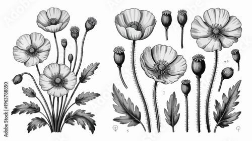 A detailed botanical illustration showcases several poppy flowers in various stages of bloom and seed pod development rendered in grayscale high quality professional modern elegant stylish