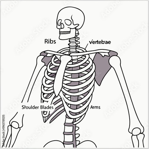 Human Skeleton Anatomy: A detailed illustration of the human skeletal structure, highlighting the intricate arrangement of bones within the torso and upper extremities.