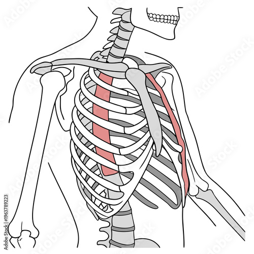 Human Skeleton Anatomy: A detailed illustration of the human skeletal structure, highlighting the intricate arrangement of bones within the torso and upper extremities.
