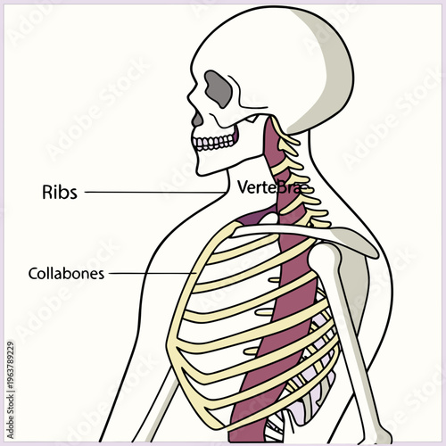 Human Skeleton Anatomy: A detailed illustration of the human skeletal structure, highlighting the intricate arrangement of bones within the torso and upper extremities.