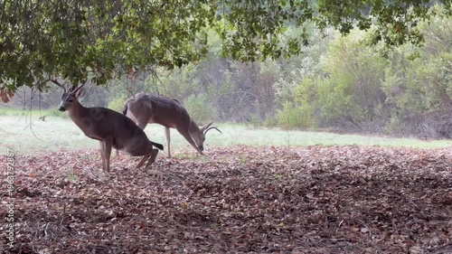 Mule deer buck relieves itself while others graze