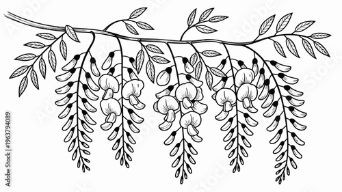 A detailed black and white illustration depicts a branch laden with wisteria blossoms showcasing delicate petals and elongated seed pods high quality professional modern elegant stylish