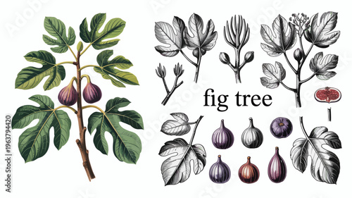 A vintage botanical illustration showcases various stages of a fig tree s growth including leaves figs and a cross section high quality professional detailed modern elegant