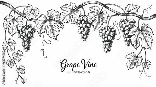 A detailed vintage style illustration showcases lush grape vines with hanging bunches of grapes and intricate leaf patterns high quality professional modern elegant stylish clean crisp