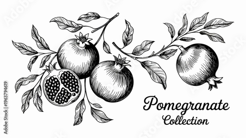 A vintage style illustration depicts pomegranates with detailed leaves and a cut fruit showcasing its seeds presented in black and white high quality professional modern elegant