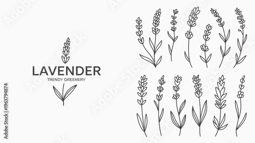 A minimalist design featuring stylized lavender sprigs and the word lavender with botanical accents high quality professional detailed modern elegant stylish clean crisp vibrant colorful digital