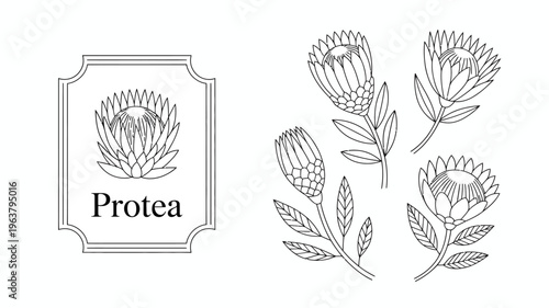A botanical illustration depicts four protea flowers and foliage framed within an ornate decorative black and white label high quality professional detailed modern elegant stylish clean