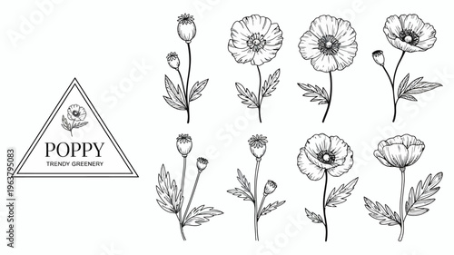 A botanical illustration showcases several poppy flowers in various stages of bloom alongside buds and delicate green leaves all rendered in black and white high quality