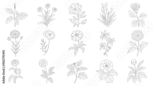 A collection of detailed black and white floral illustrations showcases diverse botanical specimens with varying petal structures and leaf arrangements high quality professional modern elegant stylish