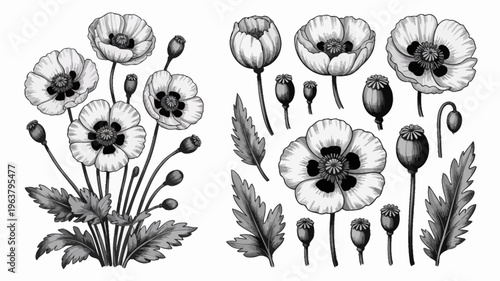 A detailed black and white botanical illustration depicts a collection of poppy flowers in various stages of bloom and seed pod development high quality professional modern