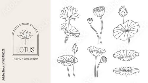 A minimalist line drawing showcases various stages of lotus flowers and leaves paired with a logo displaying lotus text high quality professional detailed modern elegant stylish