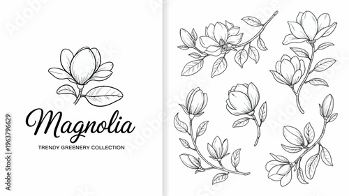 A botanical illustration showcases magnolia flowers and leaves in a minimalist black and white sketch style with elegant cursive typography high quality professional detailed modern stylish