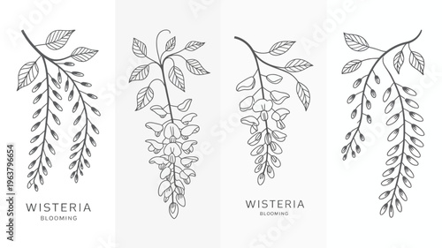 A set of four botanical illustrations depicts wisteria branches with delicate leaves and blossoming flowers in a minimalist style high quality professional detailed modern elegant stylish