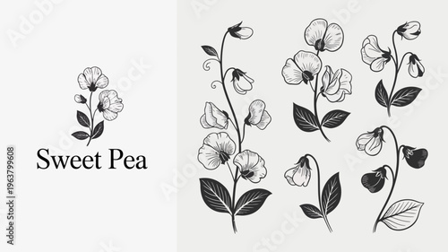 A detailed botanical illustration showcases several sweet pea flowers and foliage rendered in a classic black and white style high quality professional modern elegant stylish clean