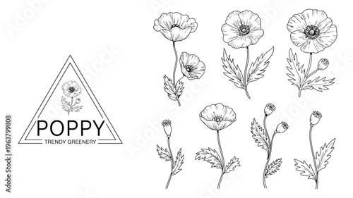 A botanical illustration showcases several poppy flowers and buds in a minimalist black and white hand drawn style alongside a triangular graphic high quality professional detailed
