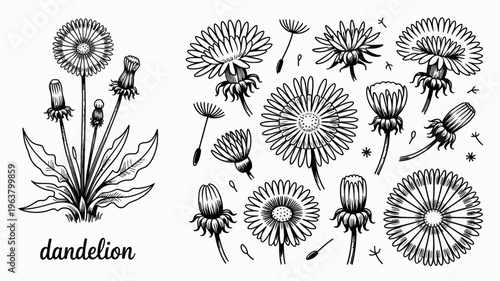 A detailed black and white illustration showcases various stages of dandelion life from budding flowers to seed heads with floating parachutes high quality professional modern elegant