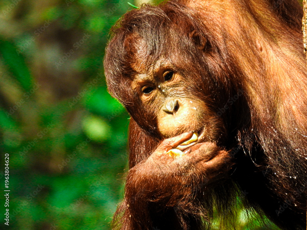 Obraz premium Wild Bornean Orangutan Pongo Pygmaeus in Tanjung Puting National Park Borneo