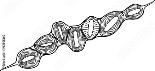 Abstract Illustration of Interconnected Oval Shapes with Intricate Lines for Modern, Geometric, and Artistic Design Projects