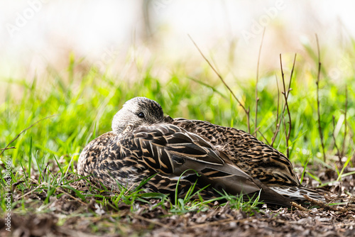 Female Mallard