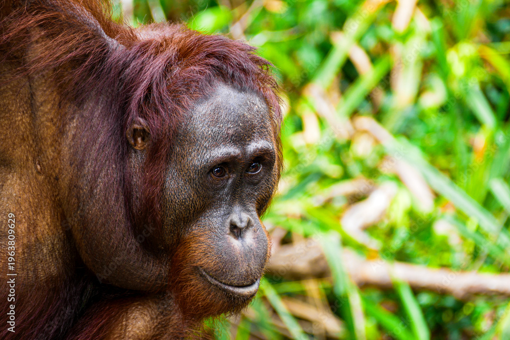 Fototapeta premium Wild Bornean Orangutan Pongo Pygmaeus in Tanjung Puting National Park Borneo