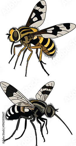 Detailed Illustration of Two Bees with Distinct Black and Yellow Patterns for Insects, Nature, and Wildlife Design Projects