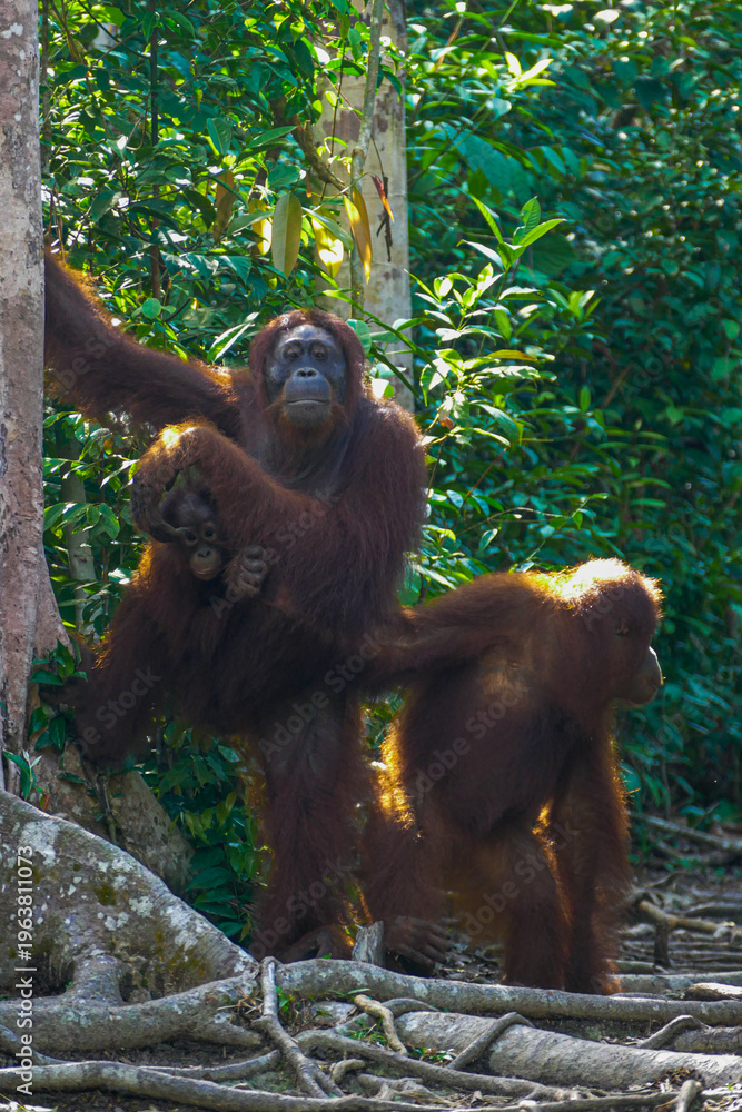 Obraz premium Wild Bornean Orangutan Pongo Pygmaeus in Tanjung Puting National Park Borneo