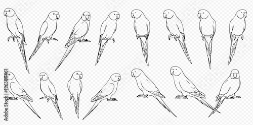 Set of black and white parrot sketches, hand-drawn outline illustrations of tropical birds in various poses.