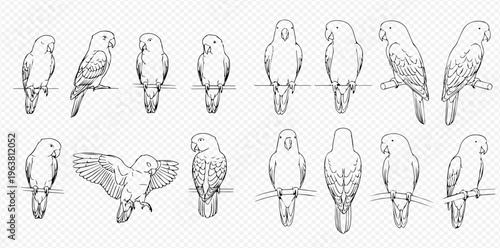 Set of hand-drawn parrot sketches in various poses, black and white line art illustration.