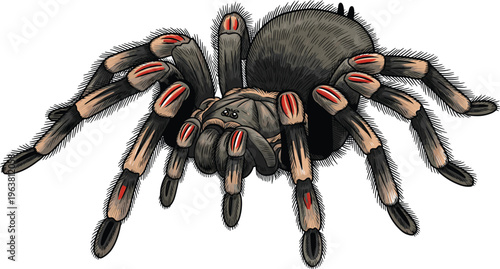 Schilderij op canvas Realistic Tarantula Spider Illustration with Detailed Body, Legs, and Fangs for