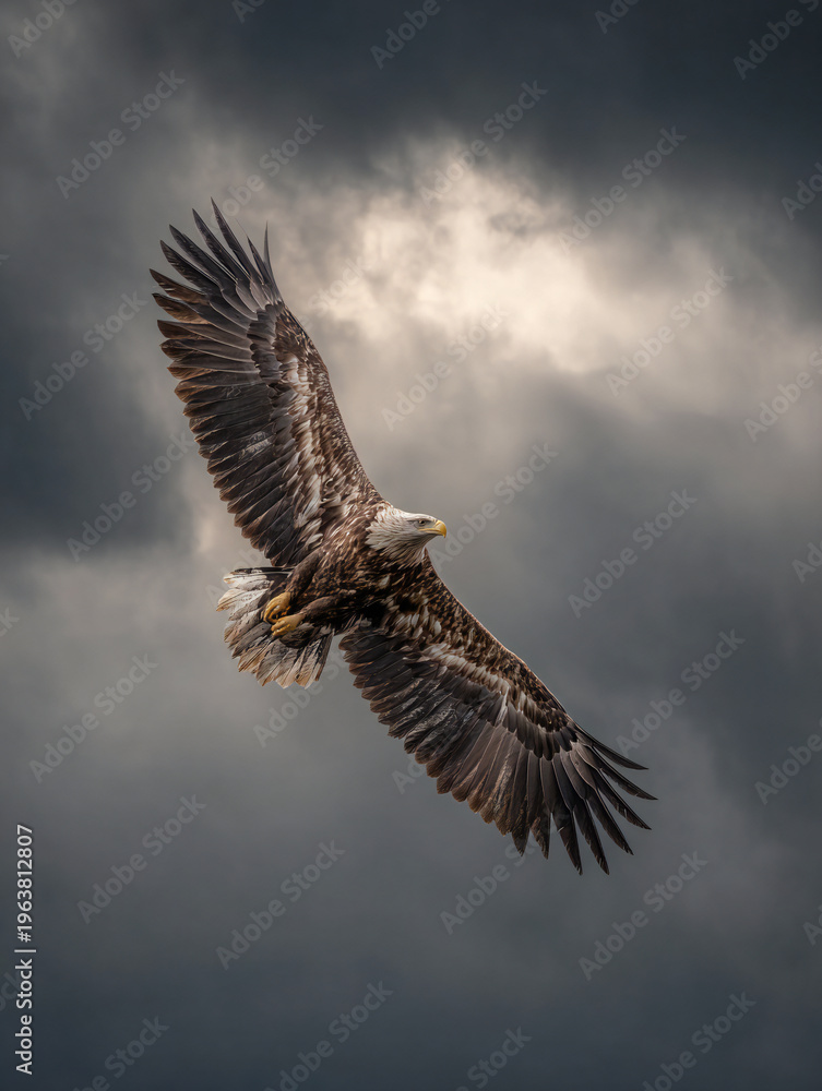 Obraz premium Golden eagle soaring in storm clouds, side view, wildlife photography