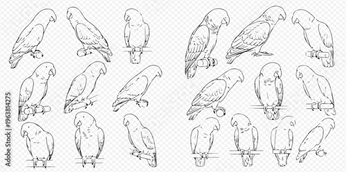 Set of hand-drawn parrot illustrations in various poses, black and white sketch art.