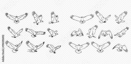 Set of flying birds in various poses, hand-drawn outline illustrations for animation.