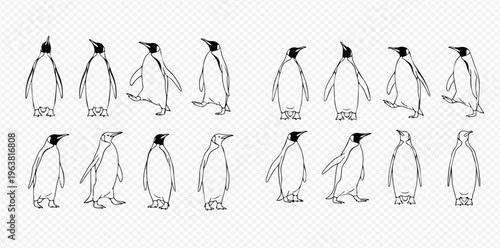 Set of black and white line art illustrations featuring various emperor penguins in different poses, showcasing their unique movements and characteristics.