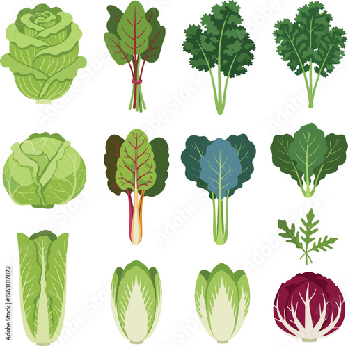 Collection of Leafy Green Vegetables Including Lettuce, Kale, Swiss Chard, Cabbage, Bok Choy, Endive, and Radicchio for Healthy Food and Cooking Designs