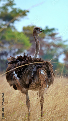 ostrich in the zoo