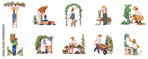 Set of flat vector illustrations featuring diverse people harvesting grapes in a vineyard, showcasing activities like picking, carrying crates, and pruning vines for winemaking.