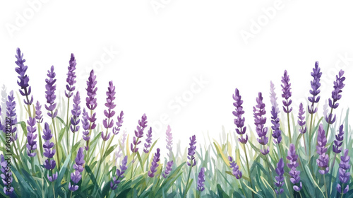 lavender flower illustration