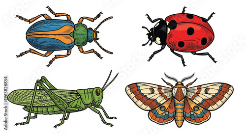 Vintage illustration of insects ladybugs beetles grasshopper and butterfly