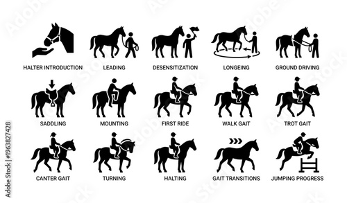 Horse training stages illustrated: leading, saddling, riding, jumping steps