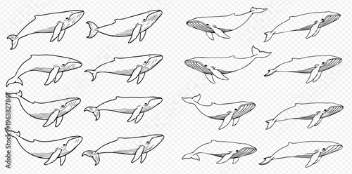 Set of hand-drawn whale illustrations in various poses, showcasing marine life and ocean creatures.