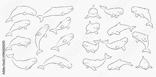 Set of cute hand-drawn beluga whale illustrations in various poses on a transparent background.
